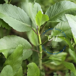 Jamaica Leaf of life 10-12 in Young adult plant| Organic Miracle Leaf| Bryophyllum pinnatum | Kalanchoe Pinnata