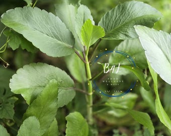 Jamaica Leaf of life 10-12 in Young adult plant| Organic Miracle Leaf| Bryophyllum pinnatum | Kalanchoe Pinnata
