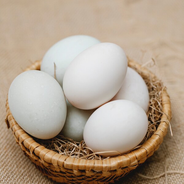 Mandarin Duck Hatching Eggs Etsy