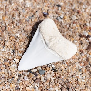 Great White Shark Tooth Museum quality REPLICA casted from REAL TOOTH Gift idea