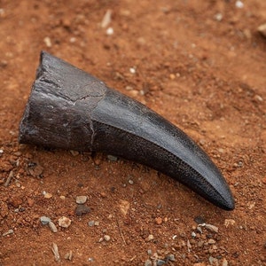 Dente di Tyrannosaurus Rex Fossile di qualità REPLICA Jurassic Park - Jurassic World T-REX