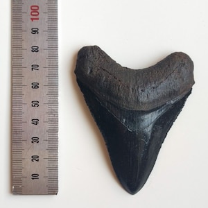 Gift idea Young Megalodon Shark Tooth Fossil Resin REPLICA *BLACK*