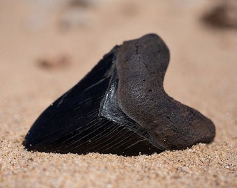 Black Megalodon Shark Tooth Fossil Replica - Museum Quality