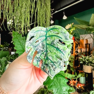 Griffe à cheveux Monstera