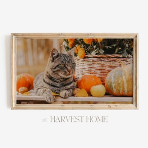 Samsung Frame TV Art | Barn Cat Photo | Rustic Autumn Cat TV Art | Tabby Cat Frame TV Art
