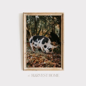 Puede incluir: Un cerdo manchado de blanco y negro buscando comida en un entorno boscoso. El cerdo está en primer plano de la imagen, con árboles y hojas en el fondo. La imagen está enmarcada en un marco dorado.