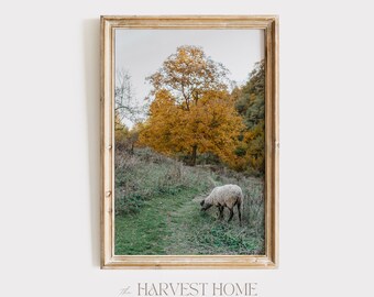 May include: A framed photograph of a sheep grazing in a field with a large yellow tree in the background. The field is green and the sky is cloudy.