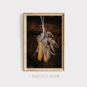 Corn Hanging To Dry Print, Indian Corn Poster, Rustic Farmhouse Art, Dried Corn Poster, Autumn Corn Harvest, Indian Corn Print