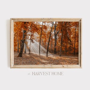 Puede incluir: Una fotografía enmarcada de una escena de bosque con hojas doradas y rayos de sol que brillan a través de los árboles.