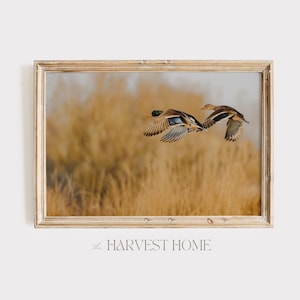 Puede incluir: Dos patos colorados en vuelo sobre un campo de hierba alta y dorada. Los patos vuelan en formación, con el pato líder ligeramente por delante del otro. El fondo es un desenfoque de colores dorados y marrones.