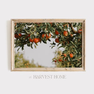 Apple Orchard Wall Art, Autumn Fruit Harvest, Farmhouse Fall Poster, Apple Tree Printable, Pick Your Own Apples, Apple Orchard Photography