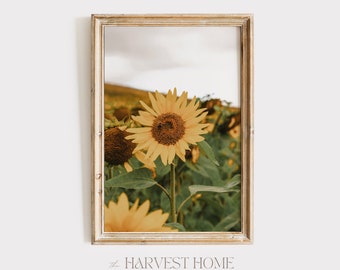 Poster di api da miele su girasole, stampa estiva di fattoria, fotografia di girasole, campo di girasoli arte digitale
