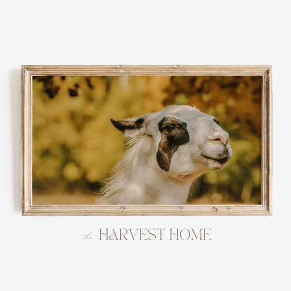 Samsung Frame TV Art | Llama in Autumn Forest TV Art | Farmhouse Llama Photo | Farm Animal Scenery TV Art
