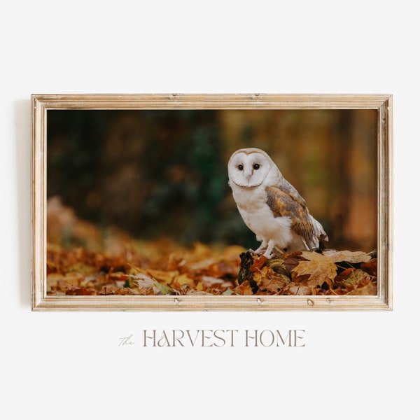 Barn Owl On Forest Floor | Samsung Frame TV Art | Rustic Wildlife TV Decor | Autumn Barn Owl Photo