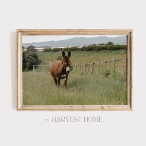 Brown Donkey In Pasture Wall Art, Rustic Summer Print, Farmhouse Decor, Donkey Photography, Gift For Donkey Lover