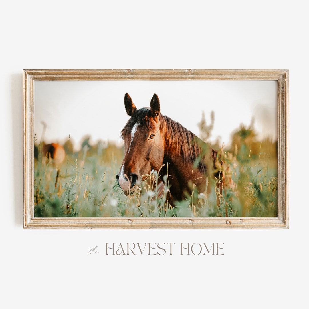Pasture Horse Frame TV Art Horse Farm TV Decor Summer Horse Frame TV Art Thoroughbred Horse Tv