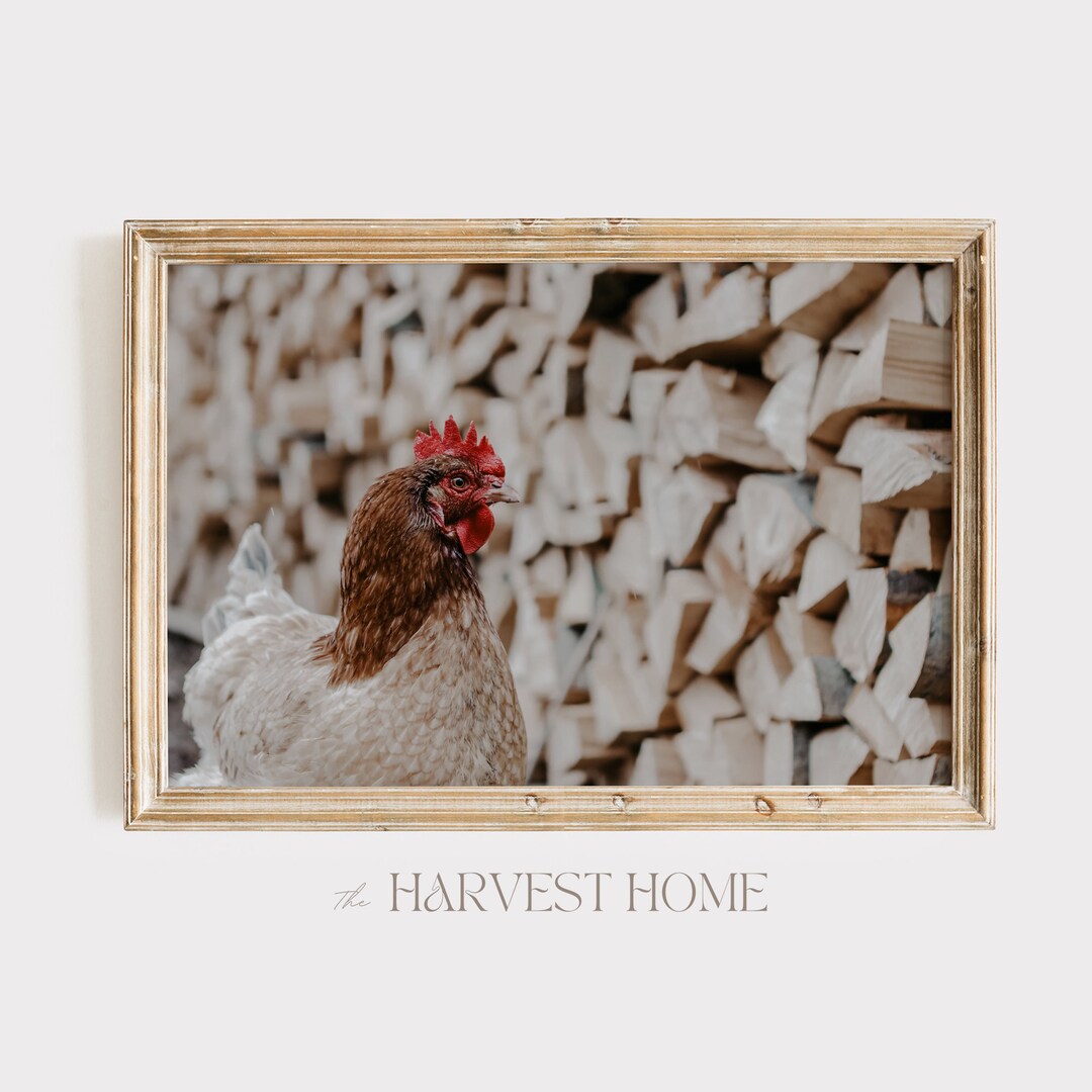 Chicken Near Wood Pile Photo, Beige Chicken Poster, Farm Scenery, Log ...
