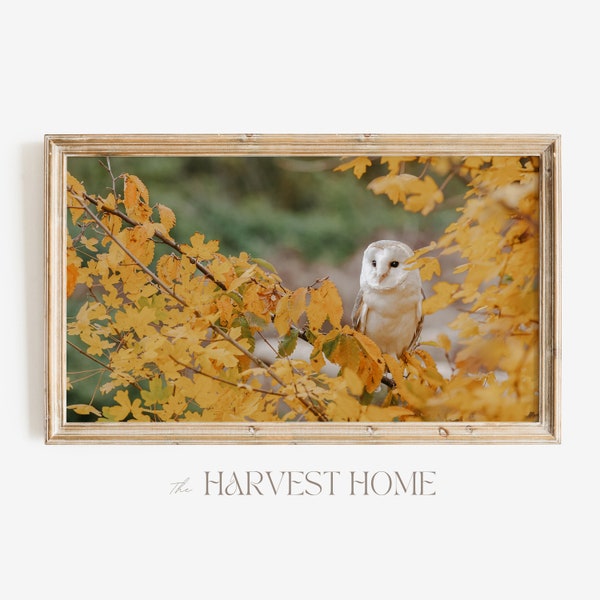 Samsung Rahmen TV Kunst | Herbst Schleiereule TV Dekor | Schleiereule Fotografie | Farm Wildlife Frame TV Art