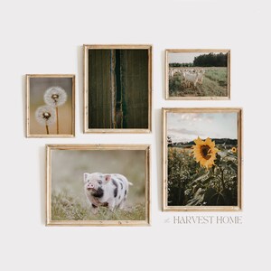 Countryside Gallery Set of 5, Baby Piglet Print, Sunflower Patch, Goats In Pasture, Scenes From The Farm, Dandelion Poster, Aerial Canal Art