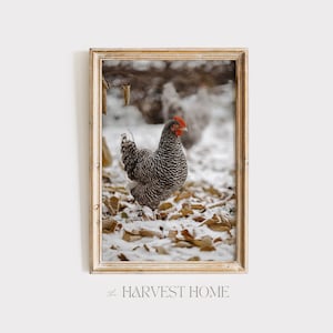 Chicken In Fresh Snow, Winter Farm Animal, Snowy Scenery, Chicken Photography, Winter Chicken Wall Art, Farmhouse Decor, Chicken Digital Art