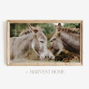 May include: A framed photograph of two grey donkeys with their heads touching, set against a blurred background of green foliage. The frame is a light wood colour.
