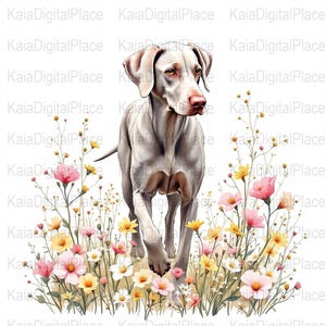 Könnte beinhalten: Aquarellillustration eines Weimaraner-Hundes, der durch ein Feld mit Wildblumen geht. Der Hund ist grau mit einer rosa Nase, und die Blumen sind rosa, gelb und weiß. Der Hintergrund ist weiß.