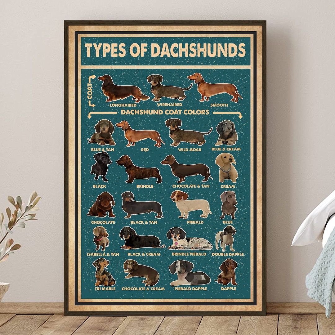 Types of Dachshunds Poster Dachshund Poster Dachshund Art - Etsy