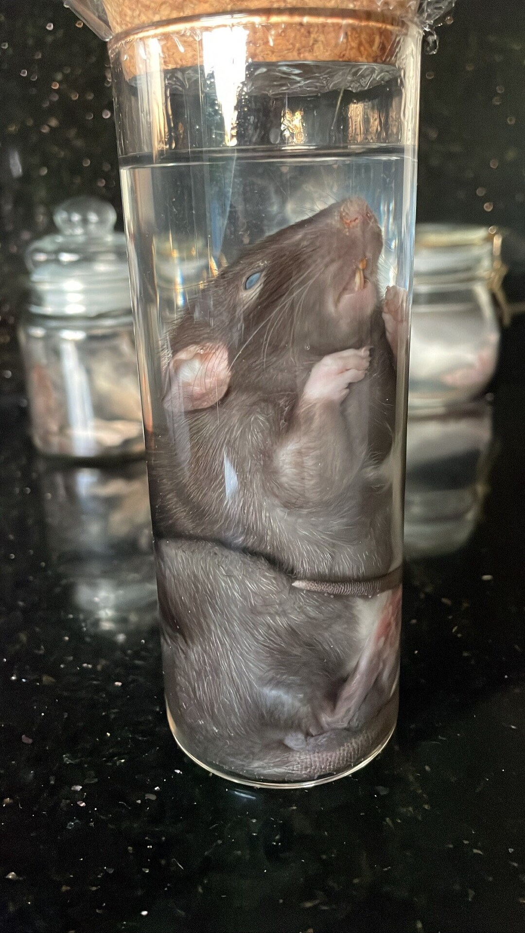 Wet Specimen Normal Size Rat Etsy