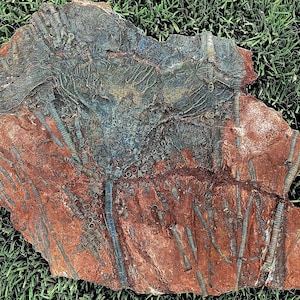 Devonian Crinoid Plaque - Morocco - Fossilized Echinoderm - Fossilized Crinoid - Fossil- Devonian Era