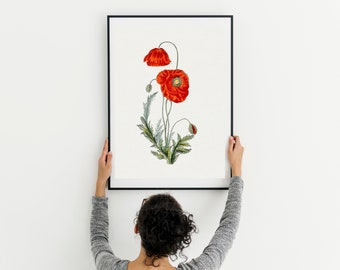 Vintage Mohnblume botanische Druck, Blumenwandkunst (digitaler Download)