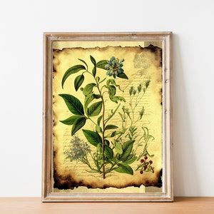 Vintage Garden Poster,Botanical Plant,Botanical poster Printable, Flowers Poster, Botanical Prints Wildflower, Floral Wall Art,  Floral Art,