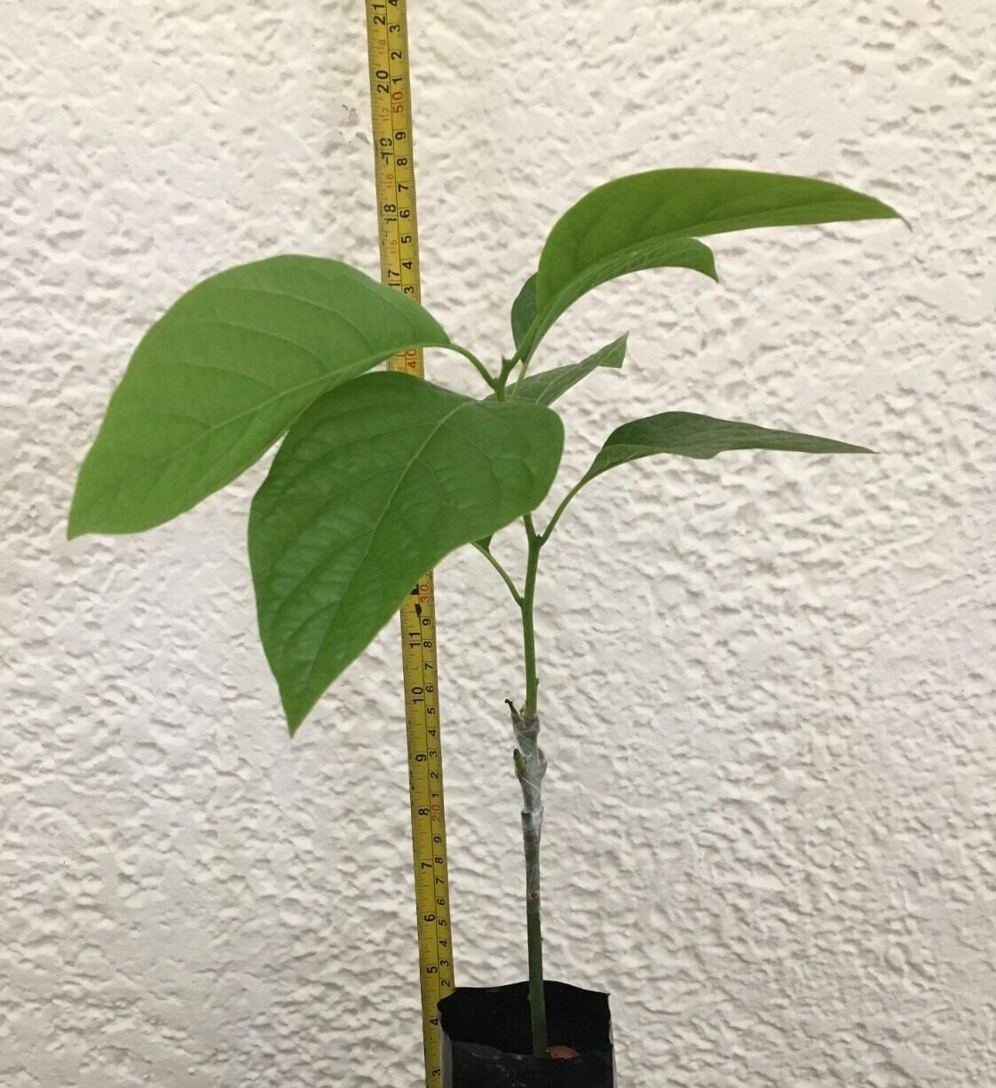 Grafted GEM Avocado Tree Heavy Producer Avocado Live Tree Etsy