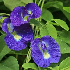 May include: Close-up of vibrant blue butterfly pea flowers with water droplets, surrounded by green leaves. The flowers have a unique shape and a yellow and white center. A natural, botanical theme.