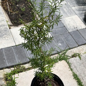 May include: A potted rosemary plant with vibrant green, needle-like leaves. The plant is in a black plastic pot, set against a backdrop of gray paving stones and patches of grass. The rosemary is a small, young plant.