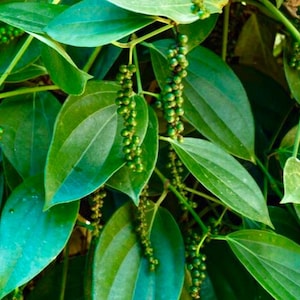 1.5-2 ft Tall Vine in 1-2 Gallon Pot | Black Pepper/Piper nigrum | Organic | Grow Your Own Pepper Corns