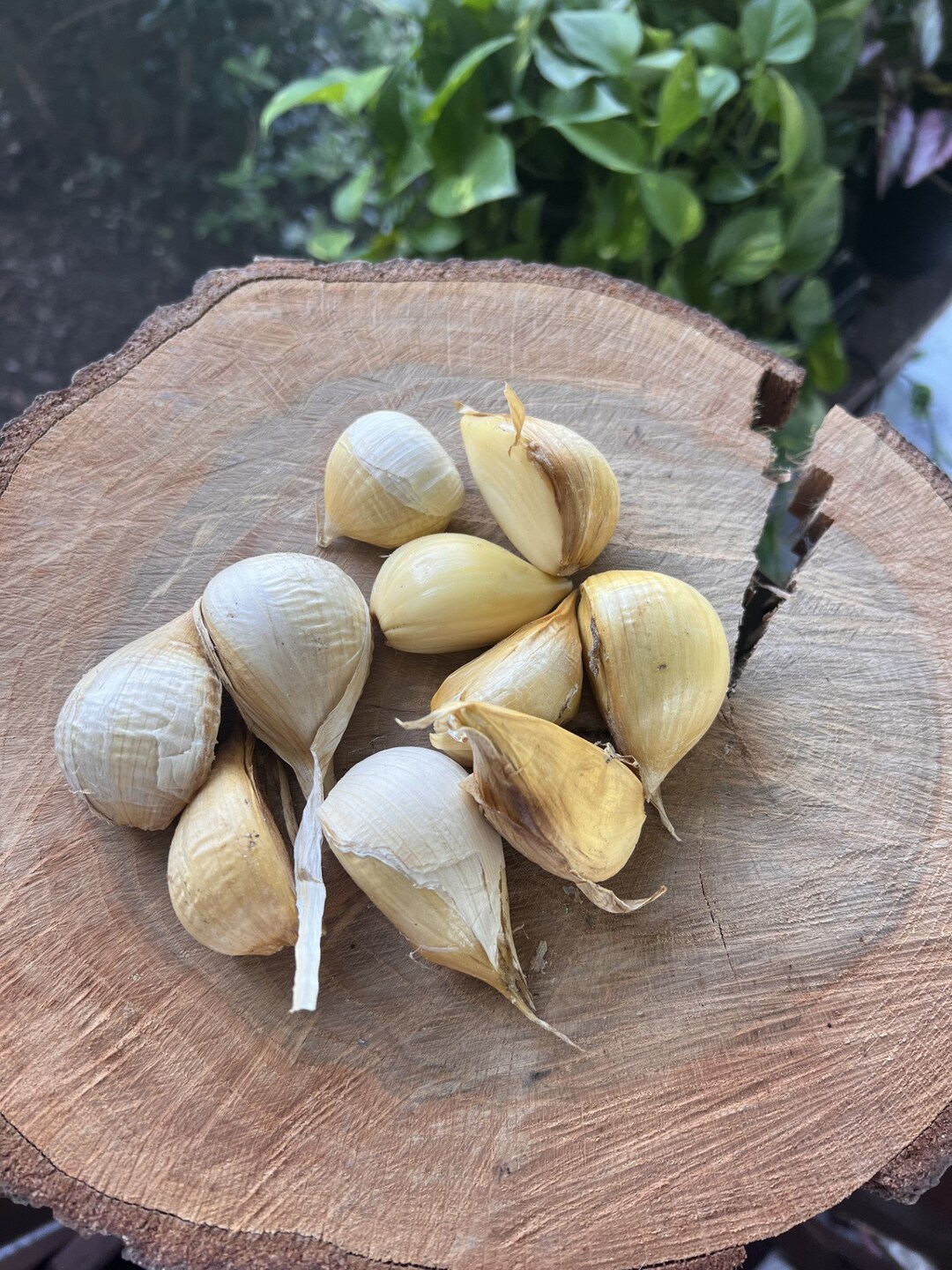 Elephant Garlic Cloves for Planting Etsy