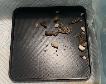 gecko litter tray