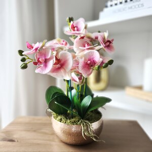 Könnte beinhalten: Ein Arrangement aus künstlichen Orchideen in einem metallisch goldfarbenen Topf. Die Orchidee hat rosa und weiße Blüten mit grünen Blättern und Stielen. Der Topf ist mit grünem Moos gefüllt und hat sichtbare Wurzeln. Das Arrangement steht auf einer Holzoberfläche.