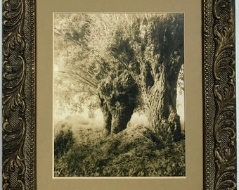 Landscape, trees, willows, analogue photography, toned, framed, old frame