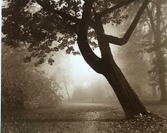 Baum, Abend, Nebel, Blätter, Mystik, Park, Landschaft, analoge Fotografie, Druck auf Faserpapierbasis, getont Fotografie