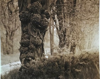 Baum, Landschaft, analoge Fotografie, Druck auf Faserpapierbasis, getönte Fotografie