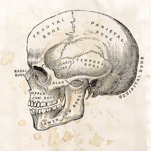 Human skull medical journal page printable graphic