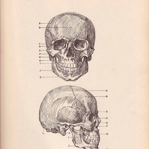 Human skull medical journal page printable graphic