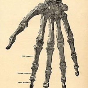 Skeletal hand bones medical journal page printable graphic