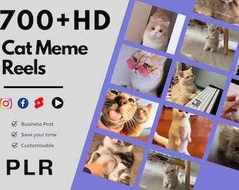 700+ Cat Meme Videos | Funny Pet Content for Instagram, TikTok & Shorts