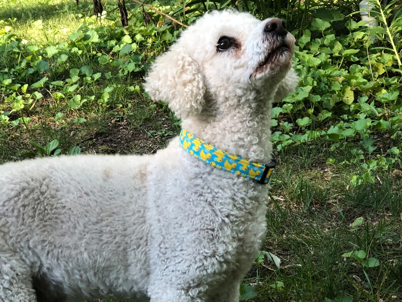 Rubber Duck Dog Collar / Girl Dog Collar With Rubber Ducks / Dog Collar