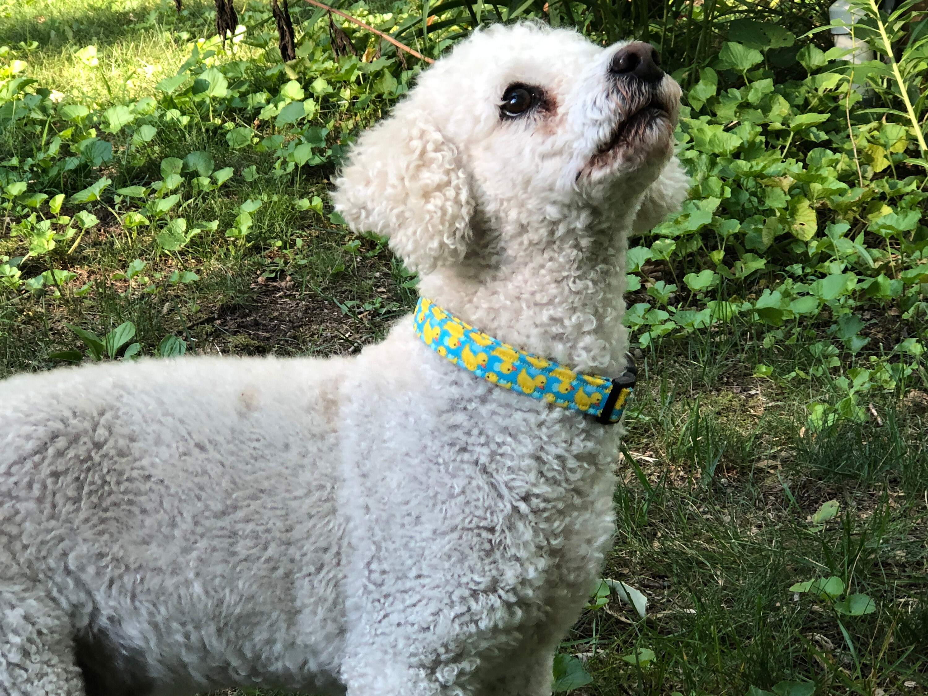 Rubber Duck Dog Collar / Girl Dog Collar With Rubber Ducks / Dog Collar