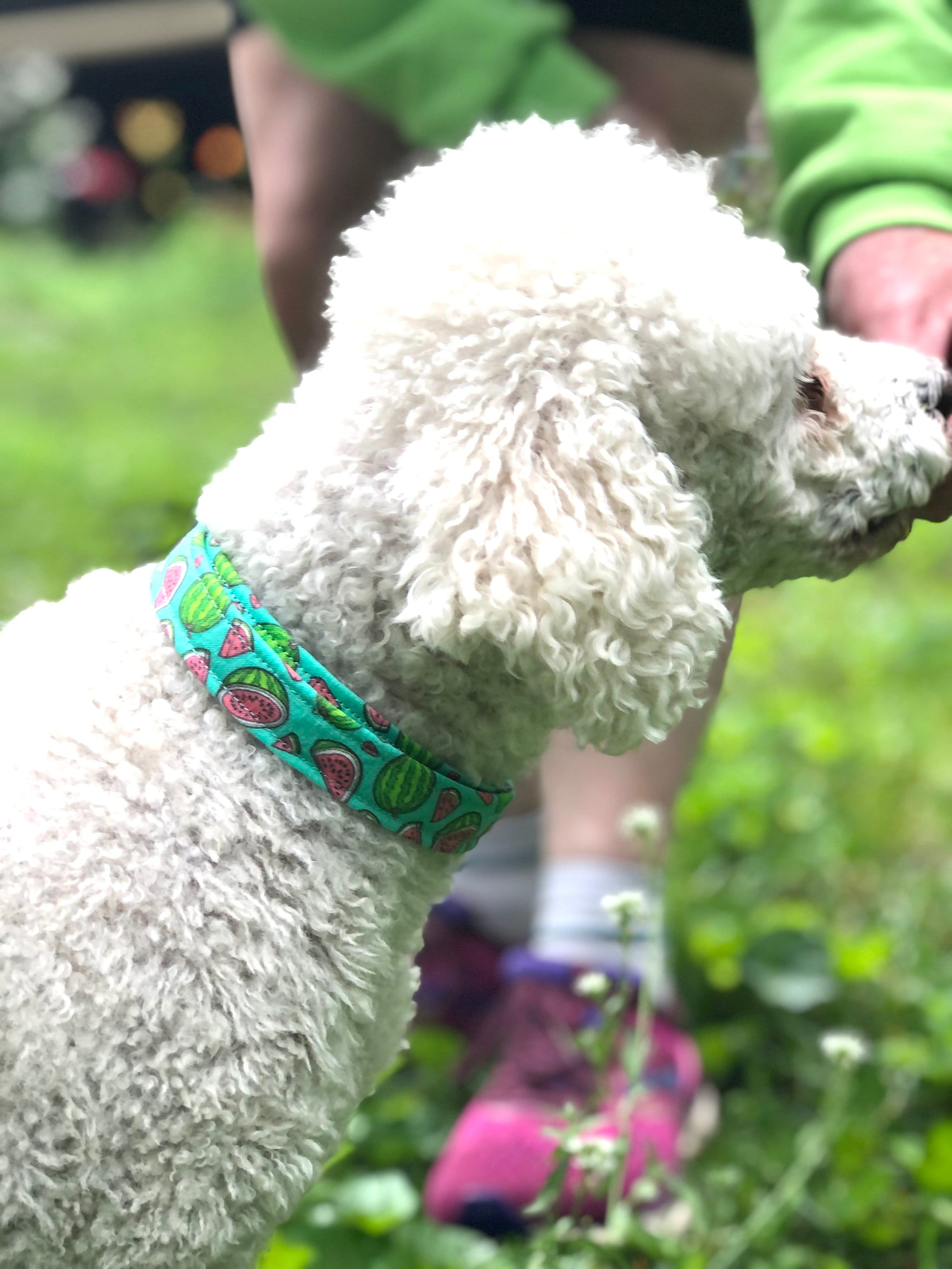 Rubber Duck Dog Collar / Girl Dog Collar With Rubber Ducks / Dog Collar