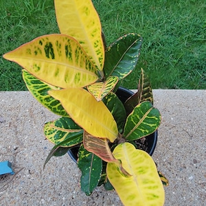Croton Plant