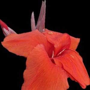 Red Canna Lily Rhizomes by the pound